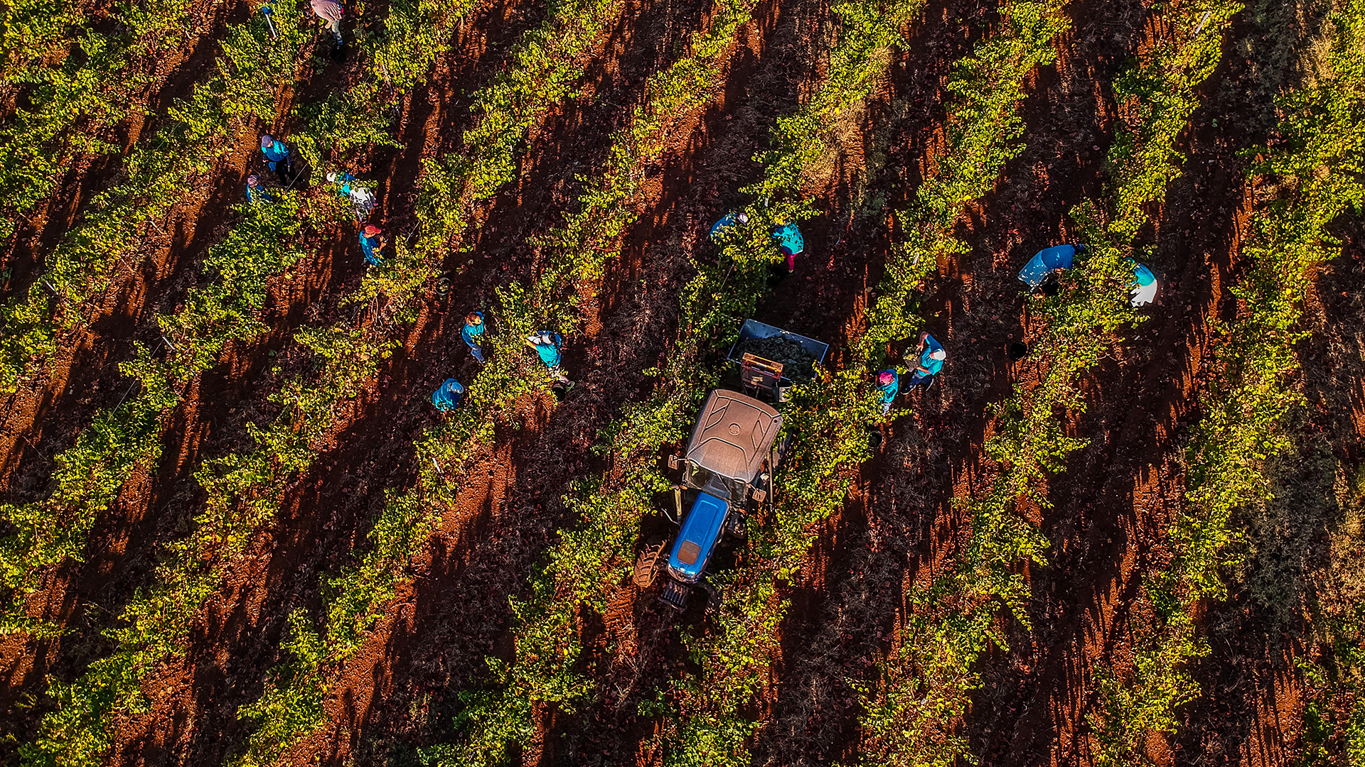 Galeria_terroir_0002_HG_Aereas_36