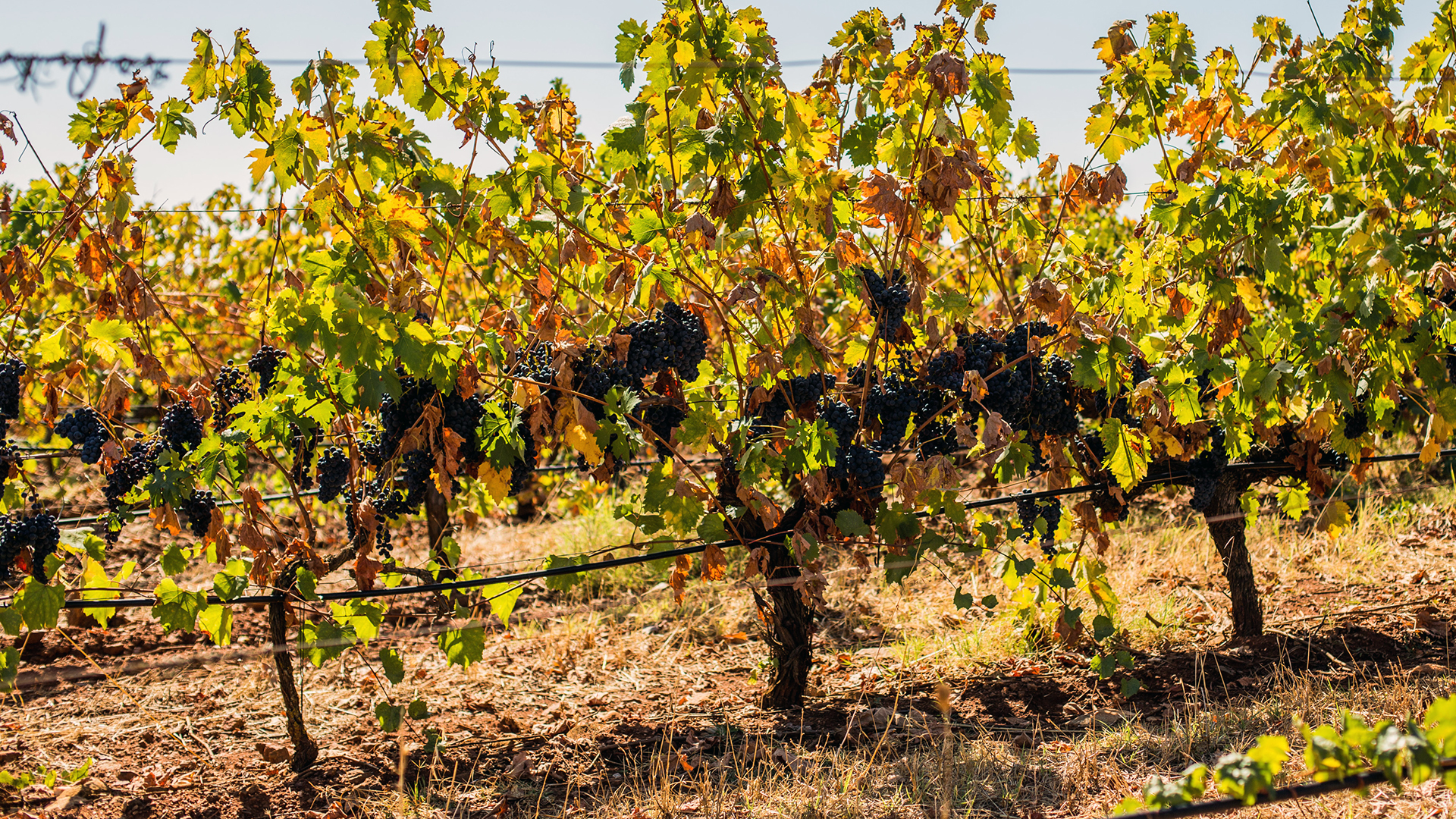 Galeria_terroir_0004_HG_Vindima_130