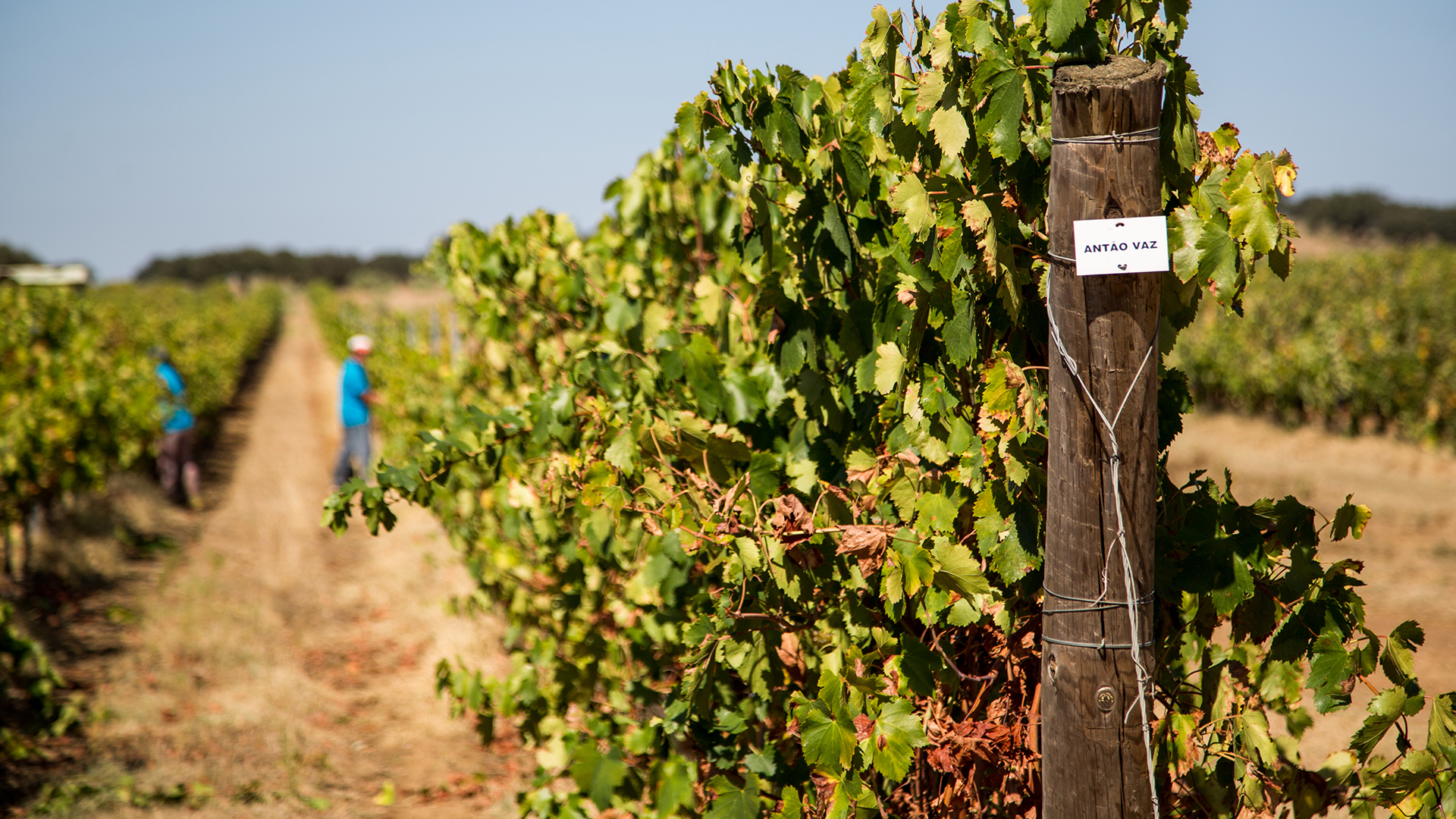 Galeria_terroir_0005_HG_Vindima_094